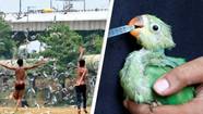 Birds Are Falling From The Sky As India's Blistering Heatwave Blazes On
