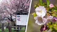 Japan’s Cherry Blossoms Are Blooming Earlier Because Of Climate Crisis