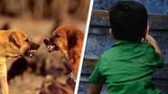 Child Exhibiting Canine Mannerisms Rescued From Flat Shared With 22 Dogs