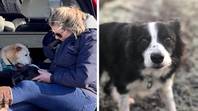 Dozens of dog lovers join collie on her last walk before the beloved pet was put down