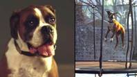 来自标志性约翰·刘易斯广告的标志性的蹦床狗已经去世