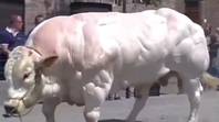 People stunned by video of 'hench' bulls born with unrestricted muscle growth