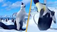 People saying they’ll never be able to unsee ‘outrageous’ Happy Feet scene