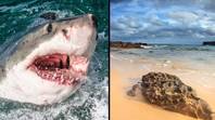 青少年被大白鲨咬伤后的海滩关闭