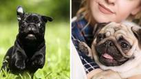 Vets Warn Pugs Are No Longer Considered 'Typical Dogs'