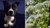 Dog Dies After Being Stung By Britain's 'Most Dangerous' Plant