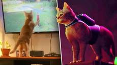 Cats Enjoying 'Stray' Are Taking Over The Internet