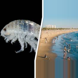 Flesh-eating bugs dubbed 'mini sharks' swarm beaches