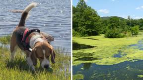 Dog Owners Issued Urgent Warning Over Toxic Algae