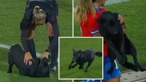 Dog Invades International Football Match Demanding Belly Rubs And Cuddles