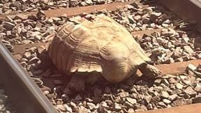 英国县的火车因轨道上的“非常大”的乌龟取消