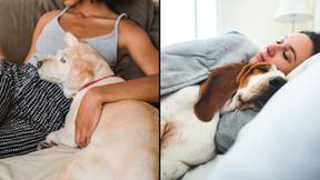 狗主人警告不要因为“不可治疗的超级斑点”，不要与宠物共享床