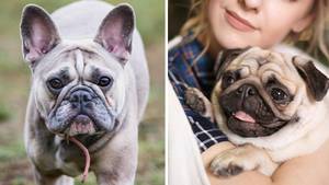 Pugs And French Bulldogs Could Be Banned In UK Under New Crackdown