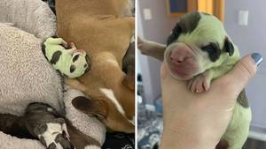 Bulldog Gives Birth To Green Puppy In Rare Birth Phenomenon