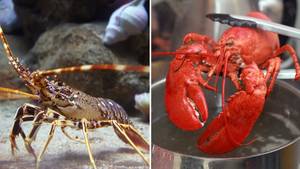 Boiling Lobsters Alive To Become Illegal As Study Shows They Can Feel Pain