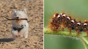 Dog Owners Warned Following Outbreak Of Toxic Caterpillars