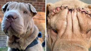 Rescue Puppy Undergoes £2,000 Facelift So It Can See