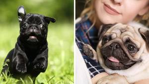 Vets Warn Pugs Are No Longer Considered 'Typical Dogs'