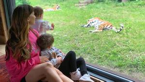 You Can Now Sleep In A Hotel Room With Tigers