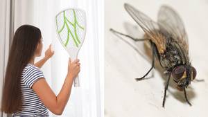 Brits Urged Not To Kill Flies Or Wasps In Their House This Summer