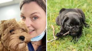 Vet Divides Opinion After Explaining Why You Should Never Throw Your Dog A Stick