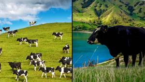 New Zealand Announces Plan To Tax Farmers For Livestock Farting And Burping