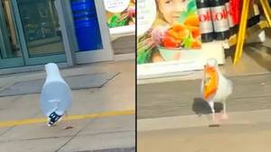 Out Of Control Seagull Steals £300 Worth Of Food From Tesco