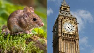 'Inhumane' Mouse Glue Traps Set To Be Banned In England