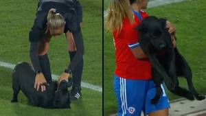 Dog Invades International Football Match And Demands Belly Rubs And Loads Of Pats