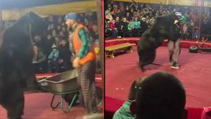 “沮丧”的马戏团熊攻击训练师在害怕的观众面前