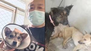 Charity Rescues Almost 400 Dogs On Truck To Chinese Dog Meat Festival