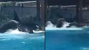 SeaWorld responds after horrified guests share moment killer whales attack each other and 'blood soaks water'