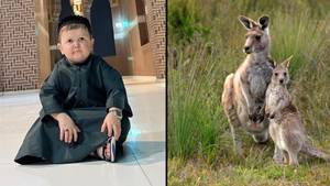 Hasbulla Says He Wants To Meet Kangaroos During His Australian Tour