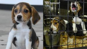 Thousands of beagles get saved from US drug trials in what could be one of the biggest ever dog rescues