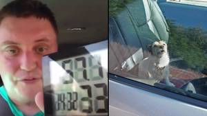 RSPCA在炎热的天气里分享了在汽车上成为狗的感觉可怕的现实