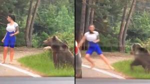 恐怖的时刻野熊去游客，他们从车上开车去自拍照