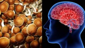 Magic Mushrooms Psychedelic Frees Up Depressed Brain, Study Shows