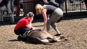 Farm Hits Back After Rumours Spread Donkey Collapsed While Giving Children Rides In Heatwave