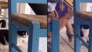 Man Who Kicked Cat Into Sea In Greece Faces 10 Years In Prison