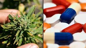 Marijuana Legalisation Linked To Decreased Demand For Prescription Drugs, New Study Reveals