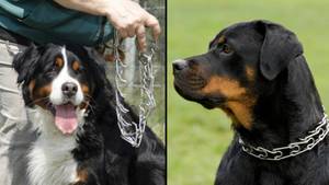 Controversial Dog Collars Will Be Banned In Queensland Because They 'Use Pain As Punishment'