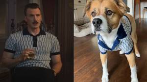 Chris Evans' dog Dodger gets his own shirt from The Gray Man