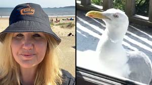 Woman Says Seagull Terrorised Family For Five Years By Waking Them Up At 5am Every Day