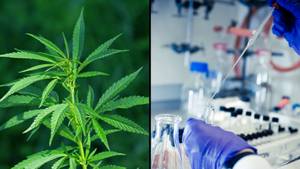 Cannabis Based Drug Kills 100% Of Pancreatic Cancer Cells In New Study