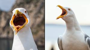 Seagulls Acting Off Their Heads 'On Acid' Are Set To Cause Chaos This Summer