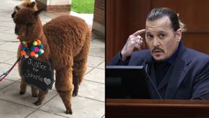 Johnny Depp Fan Brings Two Emotional Support Alpacas To Court To Help 'Brighten His Day'