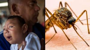 Scientists Warn A New Zika Virus Mutation Could Cause Next Pandemic