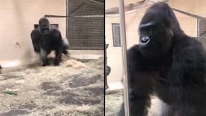 Visitor terrified by gorilla's 'smooth' entrance at zoo