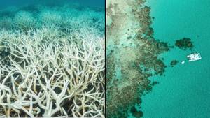 91% Of Reefs Surveyed On The Great Barrier Reef Are Affected By Coral Bleaching In 2022