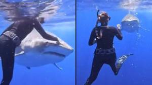 水肺潜水员显示了如何防止鲨鱼在大开眼界中攻击